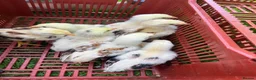 Chickens poultry for sale: Indio Gigante *Portuguese bloodlines* Rare in Caldicot - Advert 3