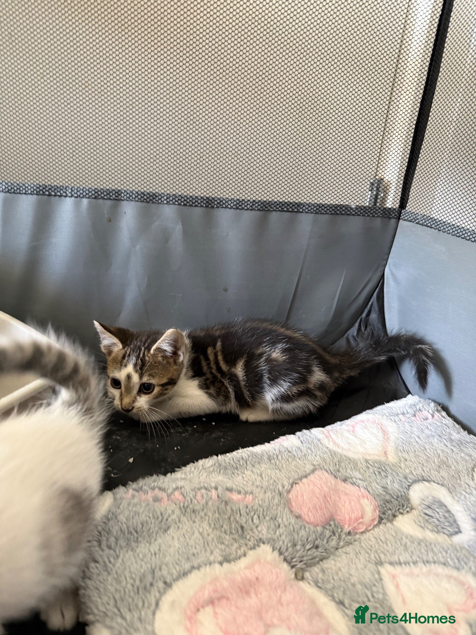 Mixed Breed cats Last Tabby male 💙 reduced to find homes - Advert 16