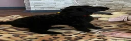Labradoodle dogs for sale: F1bb Labradoodle Puppies - Ideal Family Balance - Advert 16