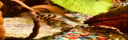 Cichlids fish for sale: Polar parrot fish for sale  - Advert 2