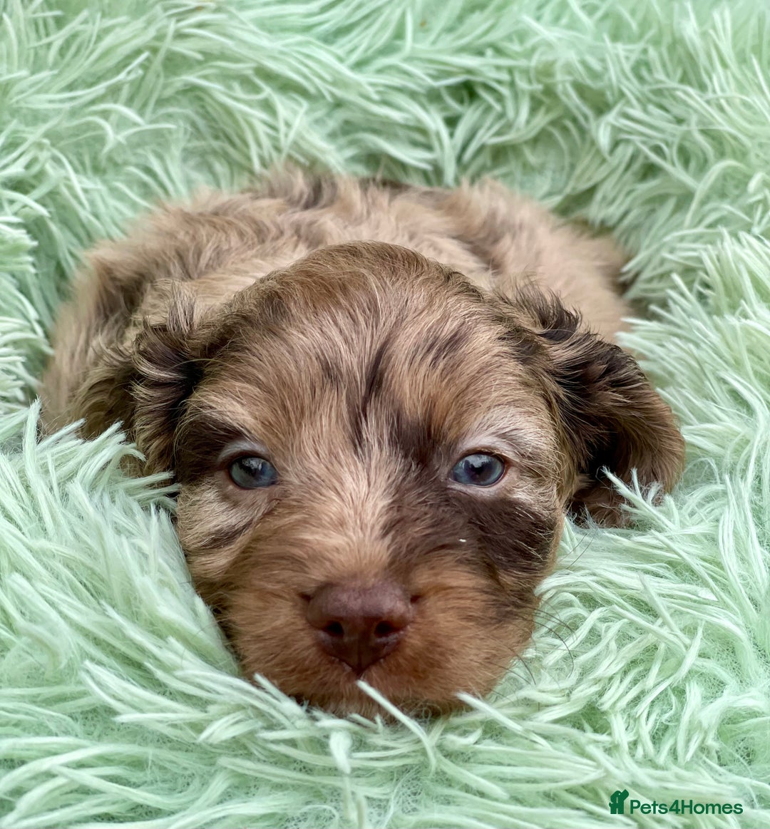 Cavapoo dogs for sale: Stunning Cavapoo babies  - Image 17