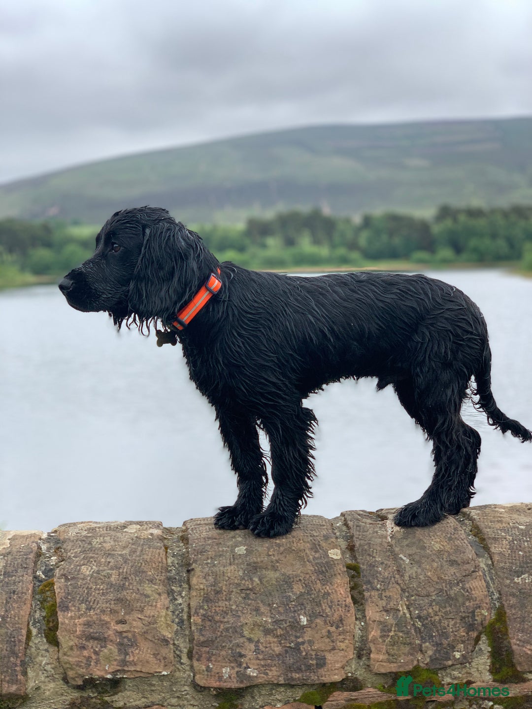 Cocker Spaniel dogs for stud: Working Cocker Spaniel Stud in Wilmslow - Advert 8