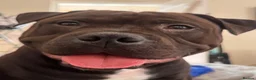 Staffordshire Bull Terrier dogs for stud: Staffordshire bull terrier  - Advert 2