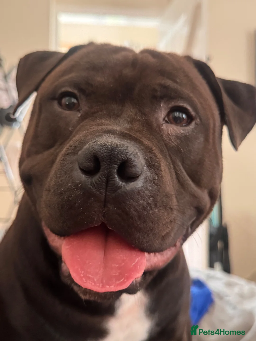 Staffordshire Bull Terrier dogs for stud: Staffordshire bull terrier  - Advert 2