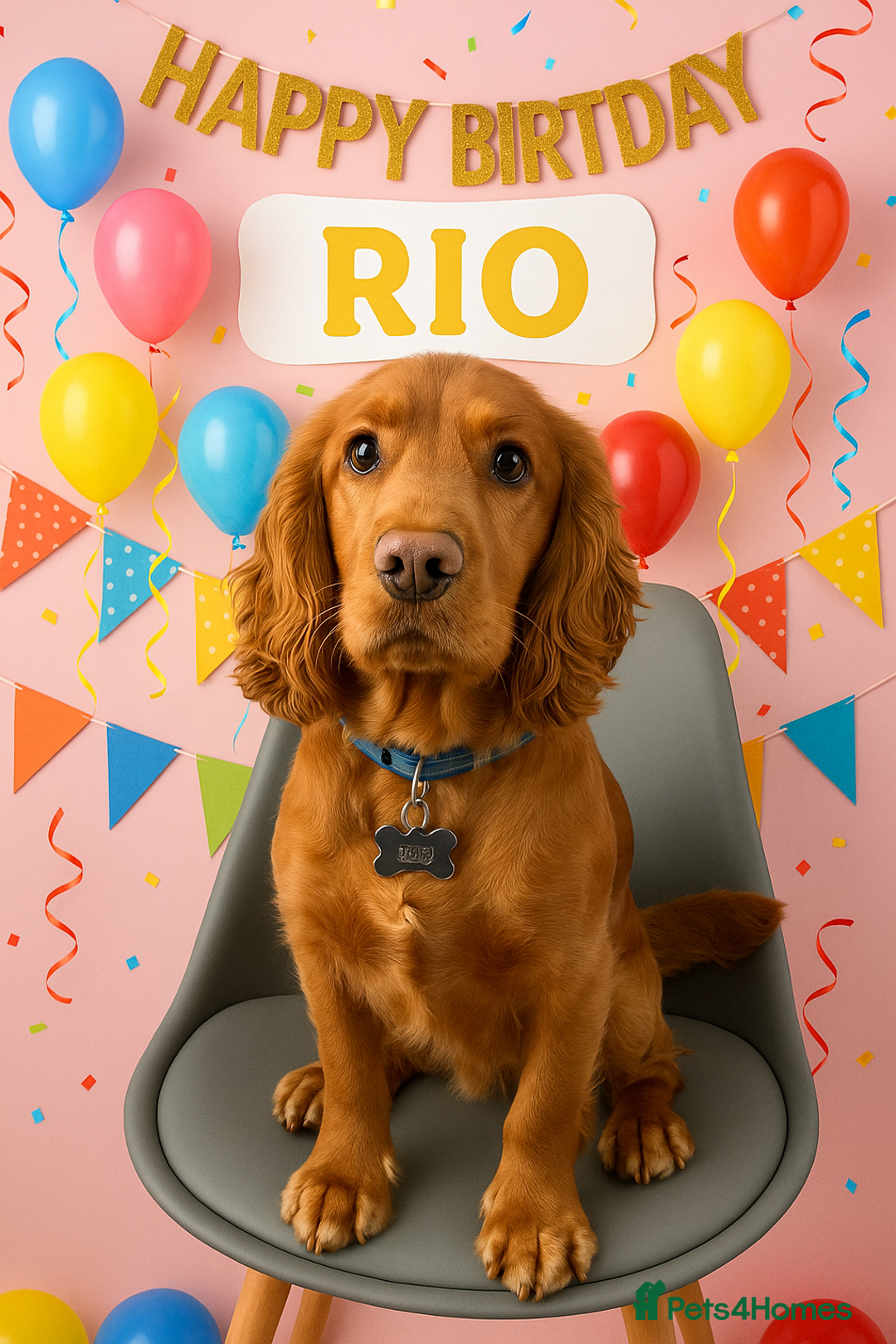 Cocker Spaniel dogs for stud: Handsome working Cocker Spaniel for stud - Advert 9