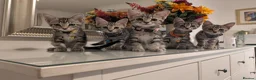 Mixed Breed cats for sale: Adorable kittens in London(SE18)😻😍😻 - Advert 4