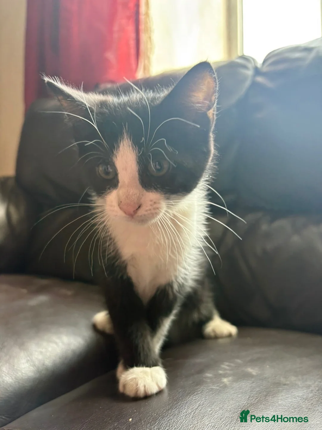 Mixed Breed cats for sale: Bombay x normal shorthair kittens for sale. - Advert 2