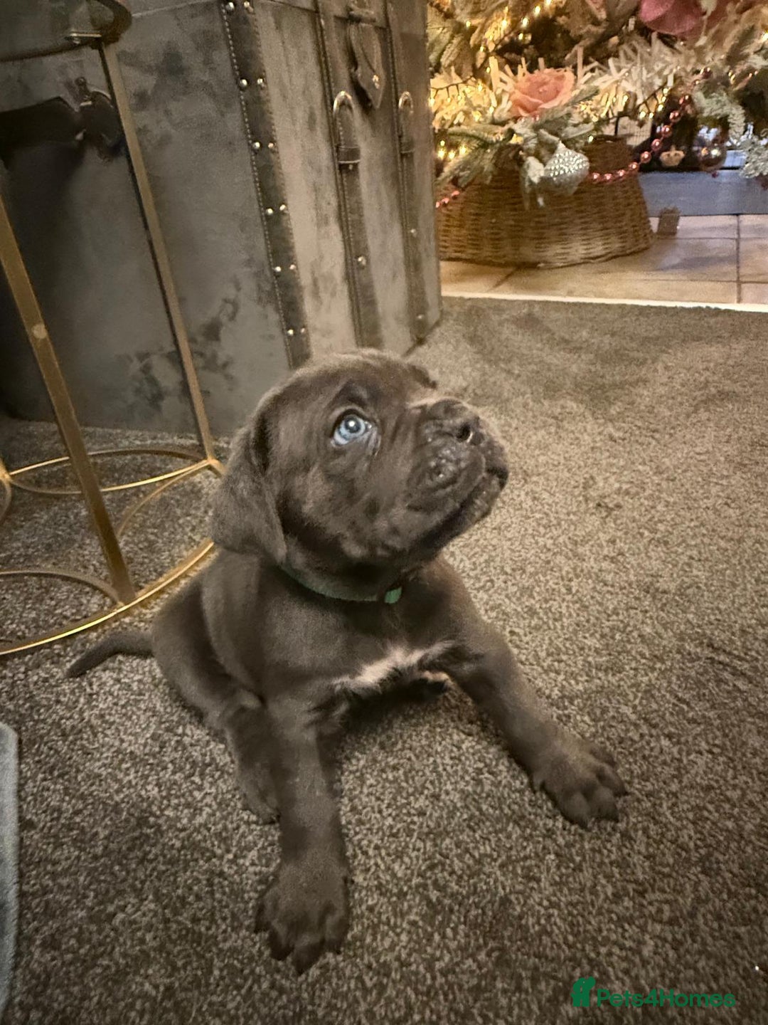 Cane Corso dogs for sale: EXCEPTIONAL PEDIGREE CANE CORSO PUPPIES - Advert 12