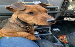 Lakeland Terrier dogs for sale: Lakeland terrier puppies  - Image 20