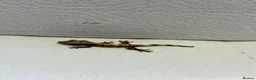 Gecko reptiles for sale: Baby crested geckos  - Advert 19