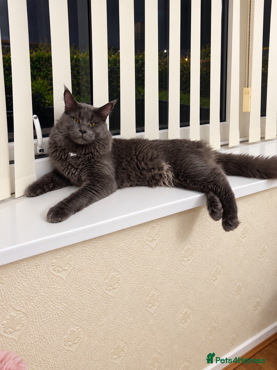 Maine Coon cats for stud: Maine coon  blue smoke stud  - Advert 11