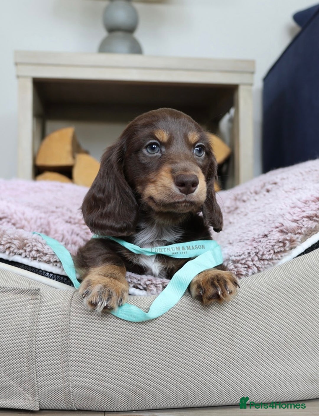 Miniature Dachshund dogs for sale: PEDIGREE MINIATURE LONGHAIRED DACHSHUNDS  - Image 17
