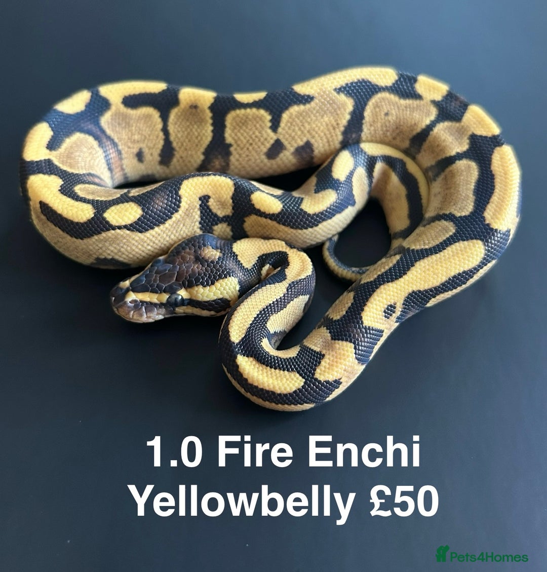 Python Snake reptiles for sale: Royal Pythons  - Advert 1