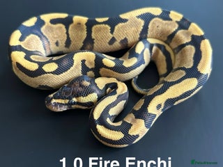 Python Snake reptiles Royal Pythons - Advert 19