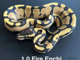 Python Snake reptiles Royal Pythons - Advert 19