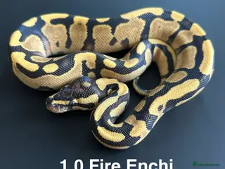 Python Snake reptiles Royal Pythons - Advert 23