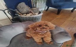 Toy Poodle dogs for sale: Female toy poodle  - Image 1