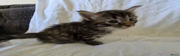 Persian cats for sale: Fluffy Perisan Kittens looking for Forever Homes in Edinburgh - Advert 8