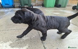 Mixed Breed dogs for sale: 3 beautiful boys for sale  - Image 31