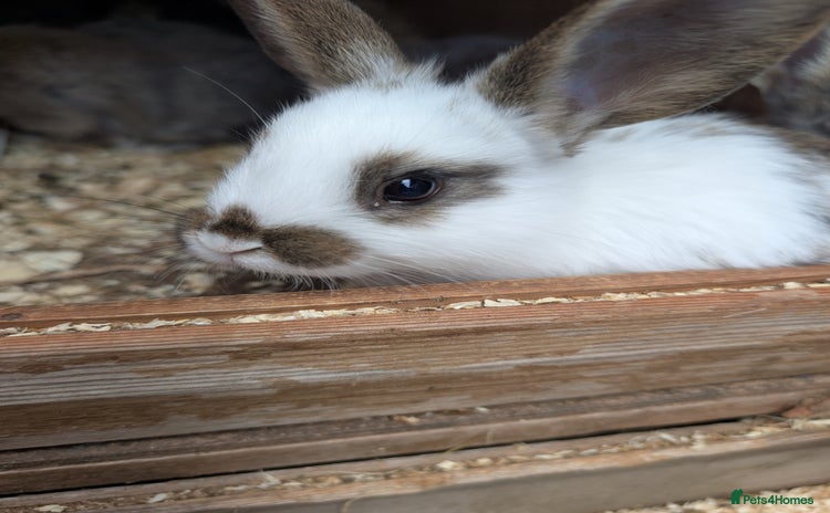 Mixed Breed rabbits - Advert 1