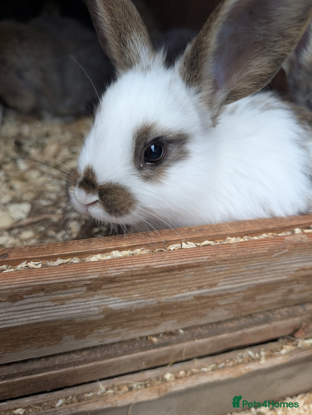 Mixed Breed rabbits for sale: Lots of bunnies for sale  - Image 1