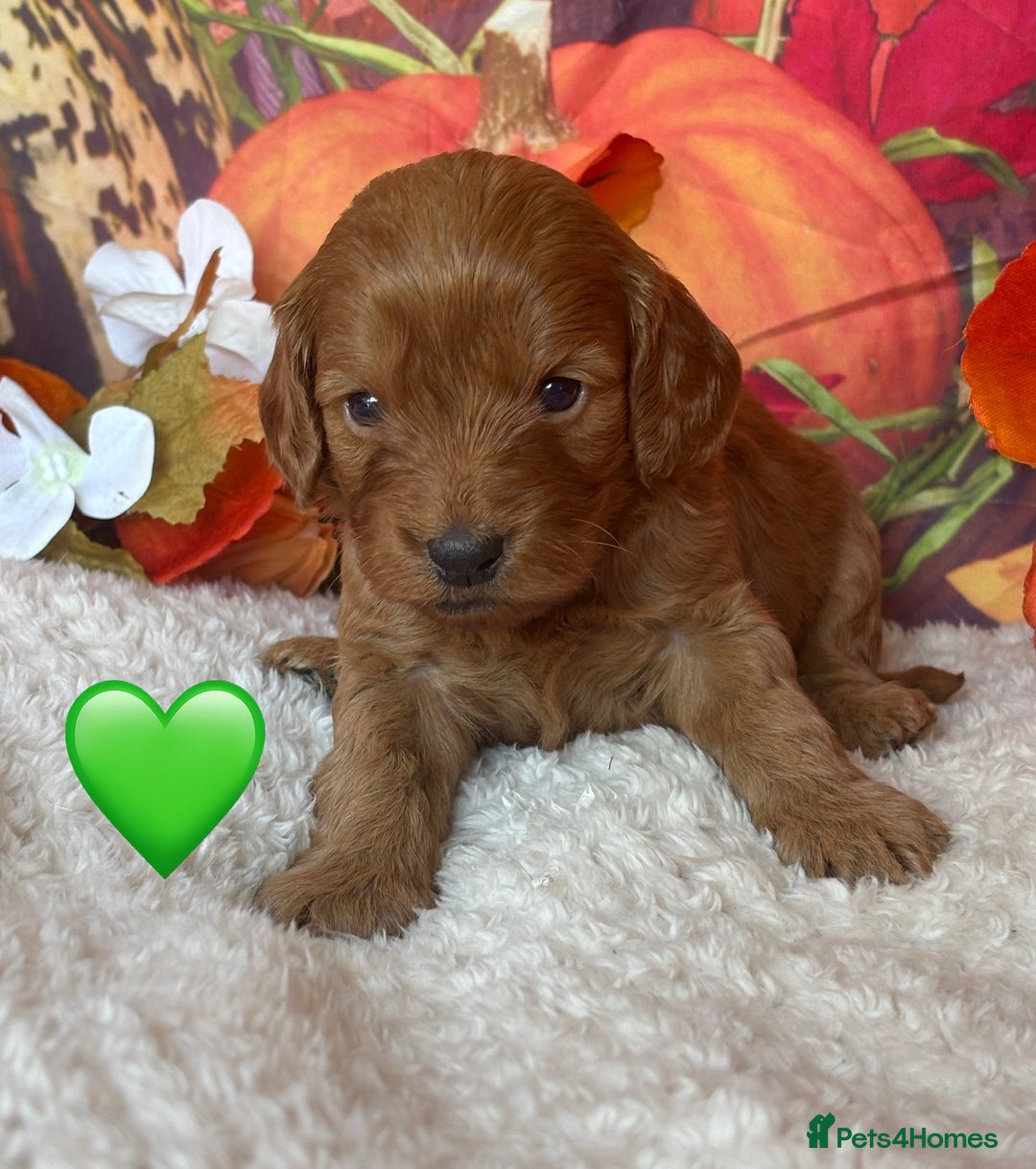 Cockapoo dogs for sale: GORGEOUS F1B COCKAPOOS 🧬 Tested Parents  - Image 2