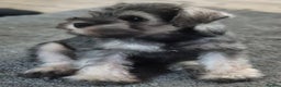 Miniature Schnauzer dogs for sale: All pups sold. Thank you - Advert 7