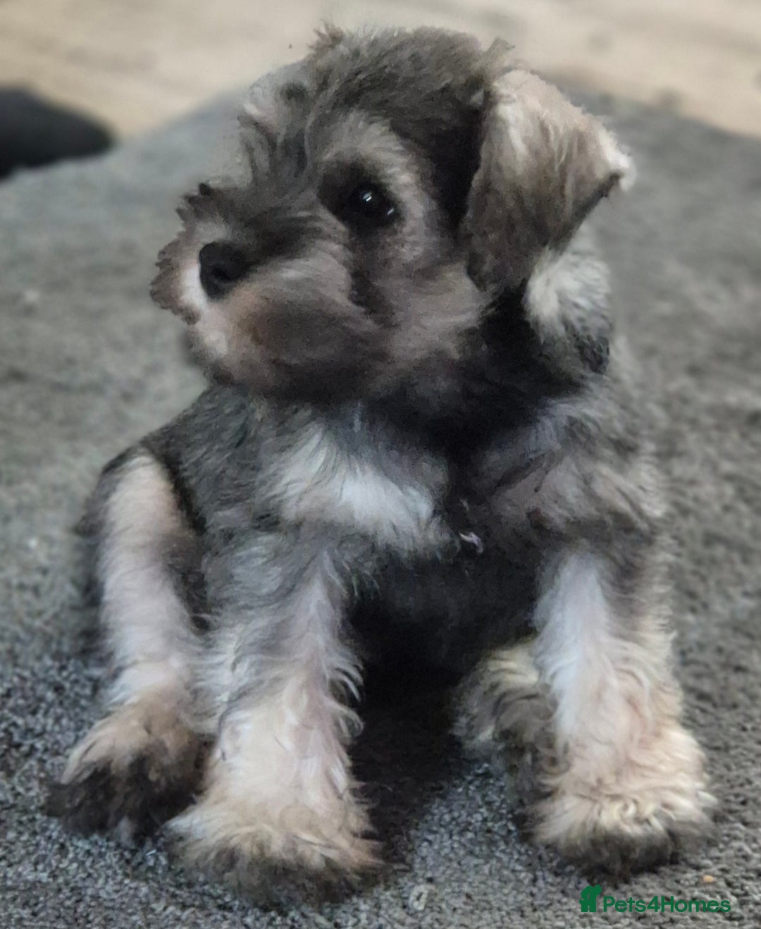 Miniature Schnauzer dogs for sale: All pups sold. Thank you - Advert 7