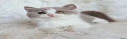 British Shorthair cats for sale: Gorgeous loving purr machines  - Advert 18