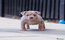 American Bully dogs for sale: REAL QUALITY BULLYS  - Image 1