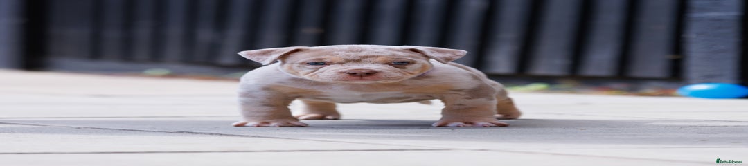 American Bully Puppy 2
