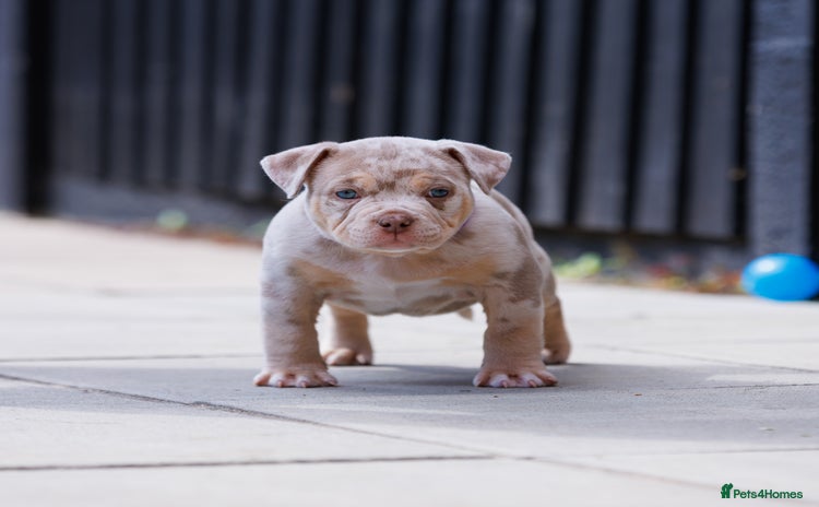 American Bully dogs - Advert 1