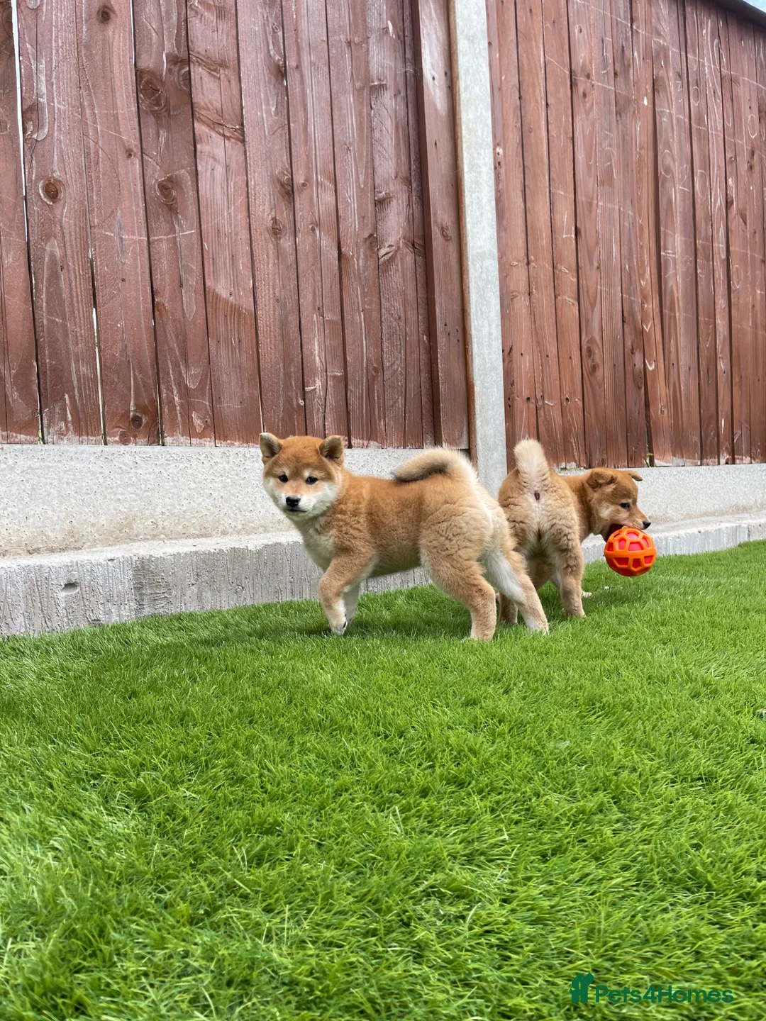 Japanese Shiba Inu dogs for sale: KC registered Japanese Shiba Inu puppies - Advert 1