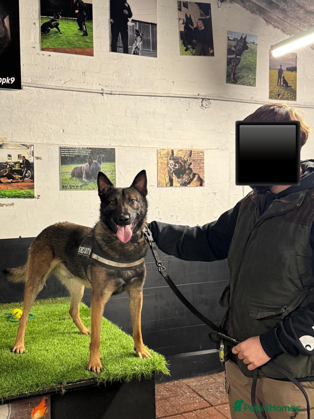 Belgian Shepherd Dog dogs for stud: FCI Belgian Malinois for Stud - Image 5