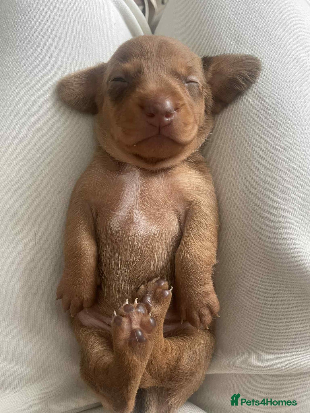 Dachshund dogs for sale: Dachshund tweenies for sale - Image 27