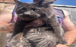 Maine Coon cats for sale: TICA Registered Maine Coon Kittens. Ready NOW in Doncaster - Image 6