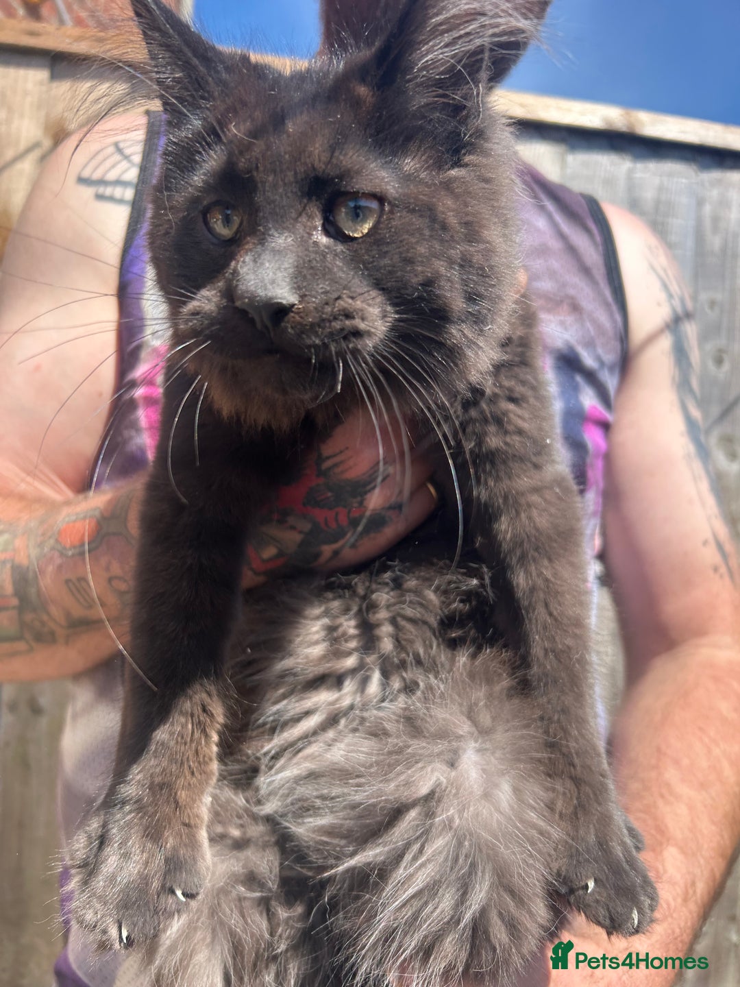 Maine Coon cats for sale: TICA Registered Maine Coon Kittens. Ready NOW in Doncaster - Image 6