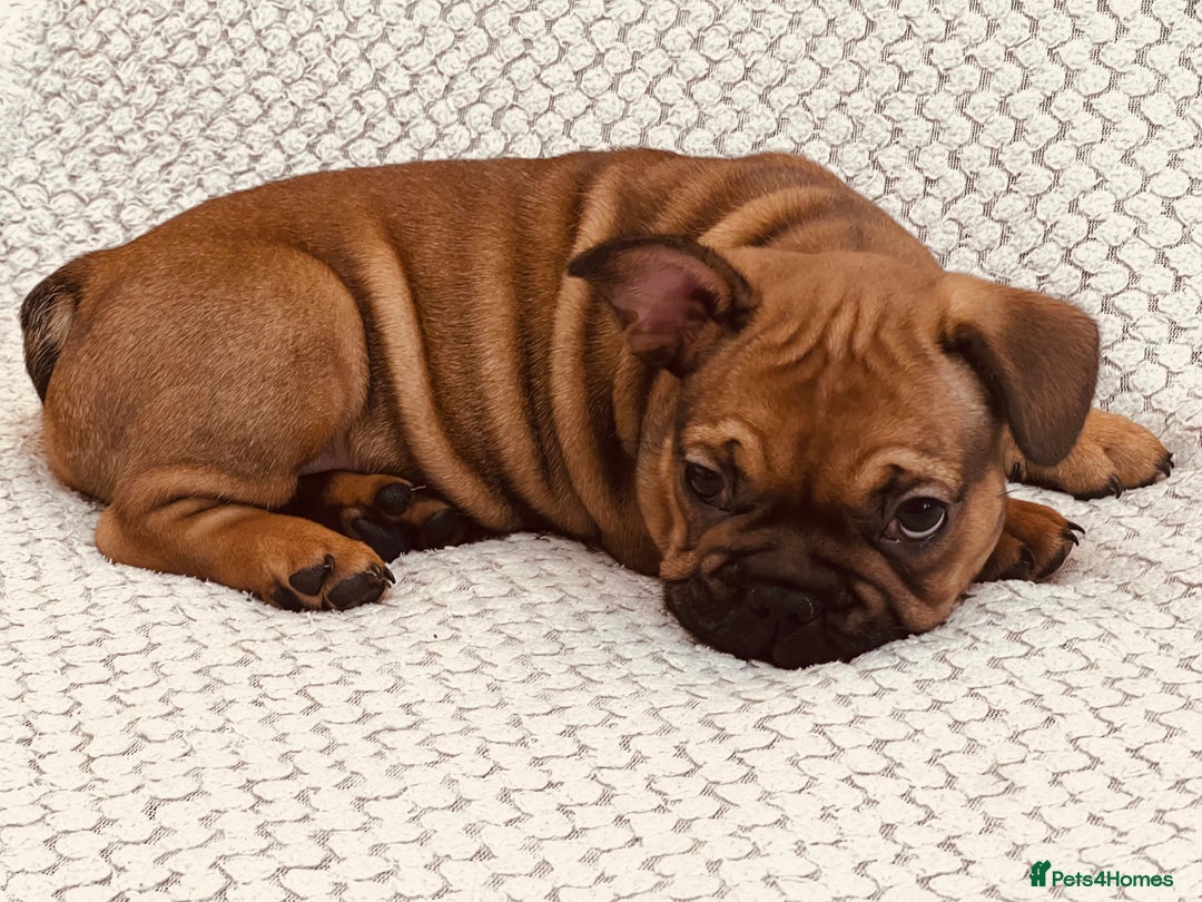 French Bulldog dogs for sale: Stunning boy 😍 - Advert 3