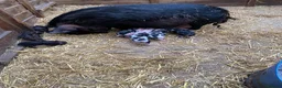 Pig livestock for sale: 2 x unregistered Kune Kune males 2 years old - Advert 4
