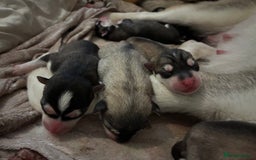 Utonagan dogs for sale: Siberian husky x malamute puppies - Image 4