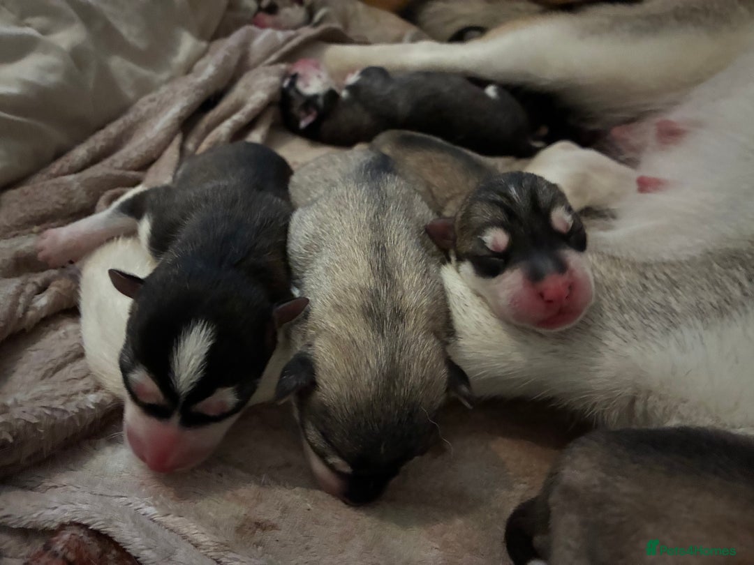 Utonagan dogs for sale: Siberian husky x malamute puppies - Image 4