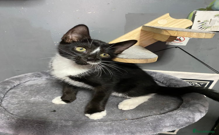 Mixed Breed cats - Advert 1