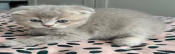 Scottish Fold cats for sale: Beautiful lilac fold and straight kittens  - Advert 12