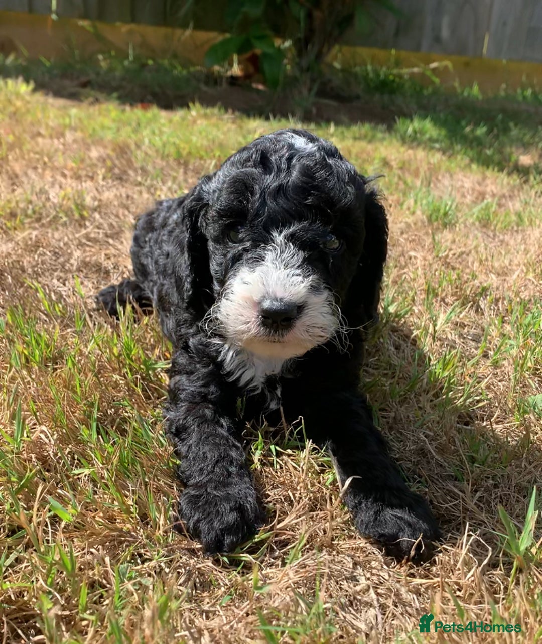 Cockapoo dogs for sale: Beautiful cockapoo puppies for sale - Image 3
