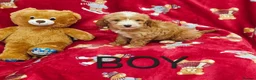 Cockapoo dogs for sale: ⚜️Pure Quality Cockapoos ⚜️ - Advert 8