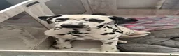 Dalmatian dogs for sale:  KC REGISTERED DALMATIAN PUPS  - Advert 3