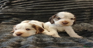 Cocker Spaniel dogs - Advert 1