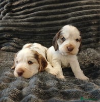 Cocker Spaniel dogs - Advert 1