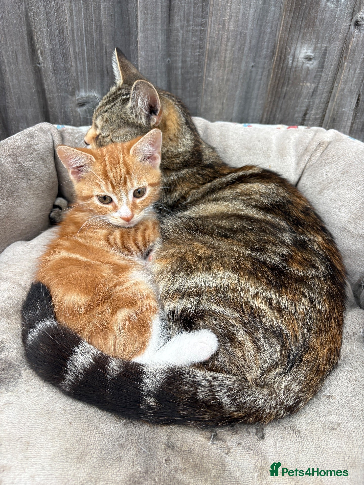 Mixed Breed cats Gorgeous healthy kitten looking for a loving home  - Advert 14