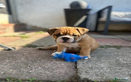 English Bulldog dogs for sale: READY NOW! vaccinated microchipped KC Bulldog pups in Rochford - Image 13